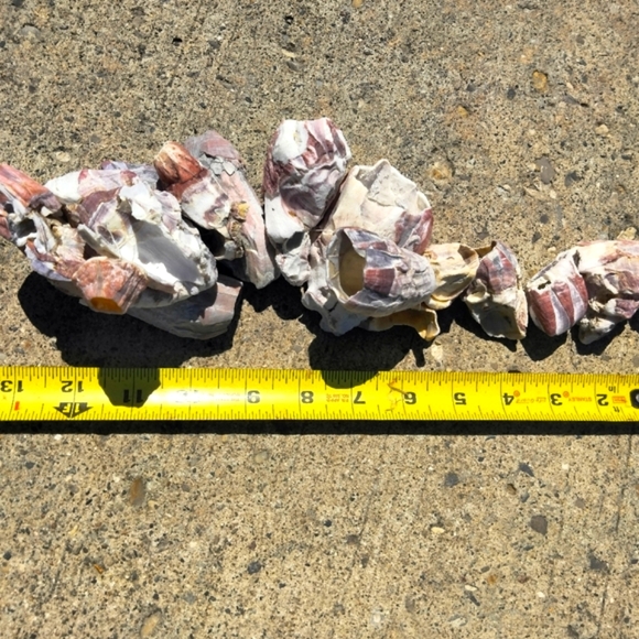 Shell decor Barnacle cluster art. Beach art - Picture 6 of 15